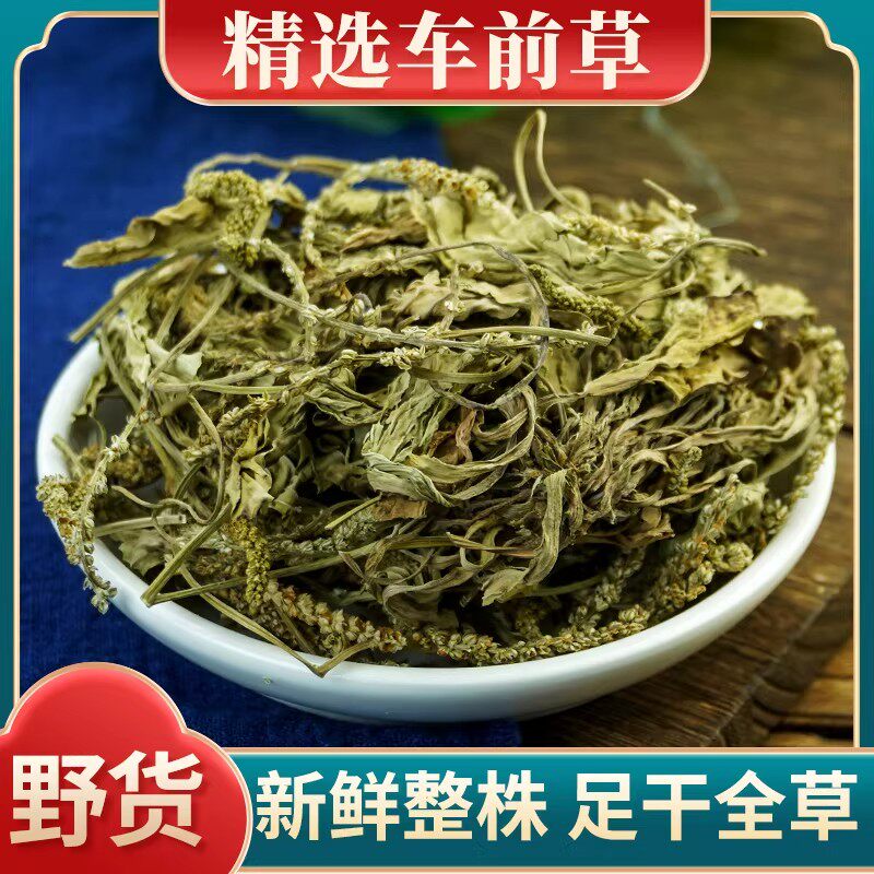 车前草中药材500克g磨粉野生干货正品鱼腥草白背叶根蒲公英泡水喝