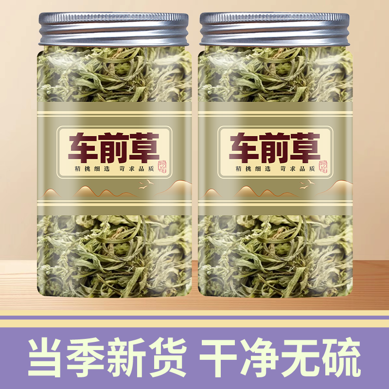 车前草中药材500克g磨粉野生干货正品鱼腥草白背叶根蒲公英泡水喝