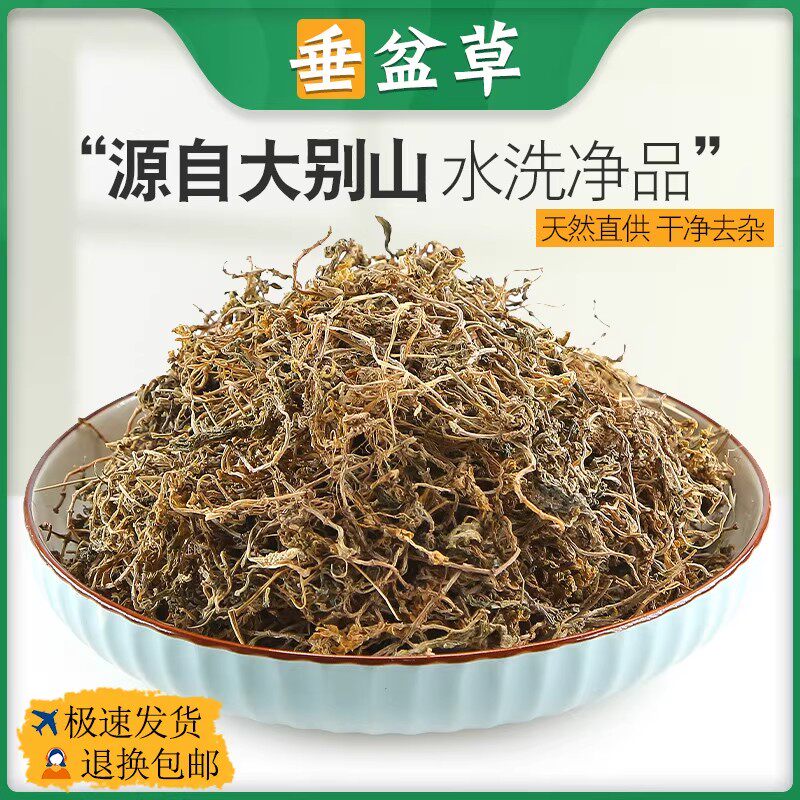 垂盆草中药材500g干货泡茶正宗药食用垂盆草干垂盆草非野生锤盆草