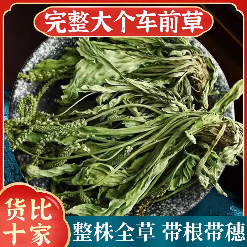 野生车前草中药材500g正品新鲜干货泡茶车钱草中药泡水车前草茶