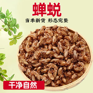 中药材蝉蜕知了皮100g蝉衣蝉壳虫包邮蜕虫退爬了猴壳金蝉衣