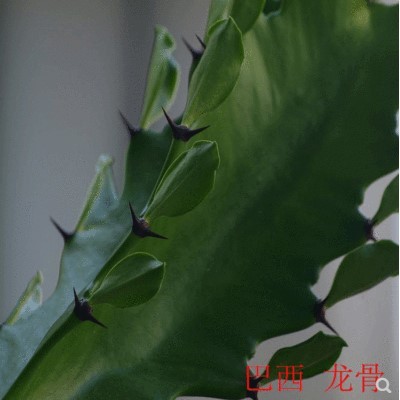 极速?龙骨盆栽大植物龙骨花室内花开花不断霸王W鞭玉麒麟仙人