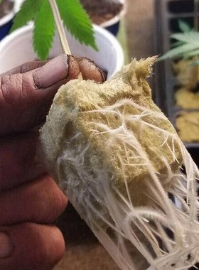 极速25/50/100pcs Rockwool Sheet Block PropagatioTn Cloning S