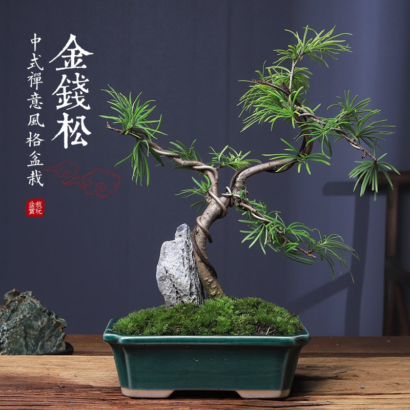 金钱松盆景室内悬崖临水造型禅意老桩绿植落羽杉茶几茶台古树盆栽
