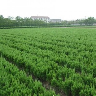 绿化苗木龙柏小苗 小龙柏 龙柏球 四季常青龙柏树苗龙柏盆景