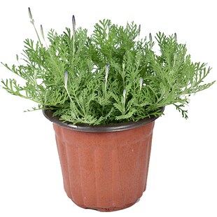 羽叶薰衣草花卉盆栽  室内阳台庭院观花植物 园艺绿植花期长好养