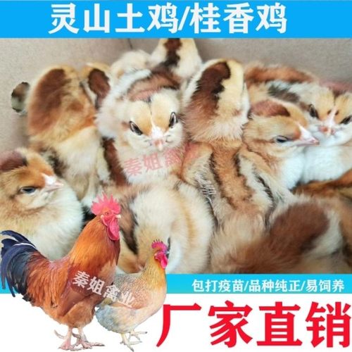 小鸡苗批发广西灵山土鸡桂香鸡活鸡出壳芦花鸡三黄鸡公鸡母鸡幼苗