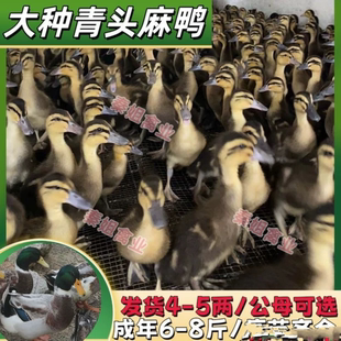 大种麻鸭绿头鸭青头鸭土鸭发货半斤鸭一斤可长自养自销易养长肉快