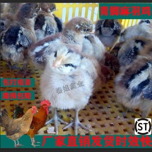 大种青脚麻羽鸡苗正宗清远麻鸡苗大种青脚麻鸡产蛋母鸡走地鸡活苗