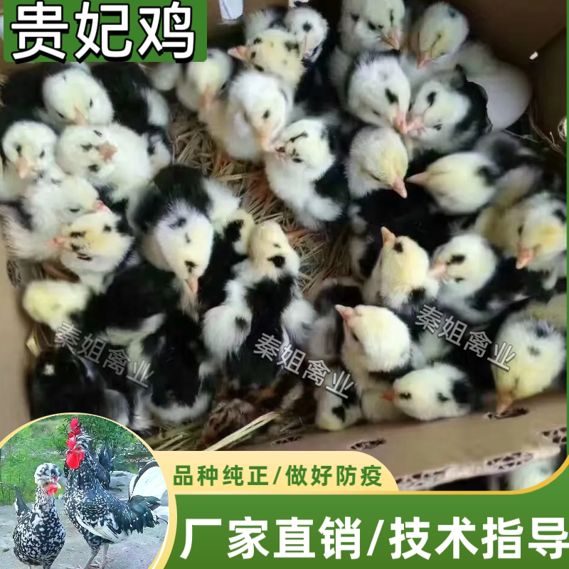 正宗贵妃鸡苗活体纯种宫廷鸡活苗特种畜禽种苗