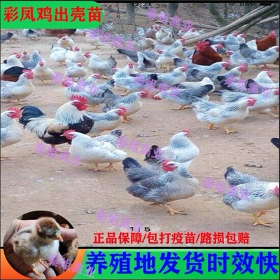 正宗广西彩凤鸡出壳苗活苗纯种稻花鸡白芦花雪花公鸡彩凤鸡土母鸡