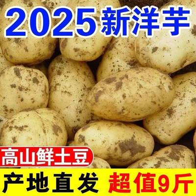恩施黄心土豆黄皮整箱软糯