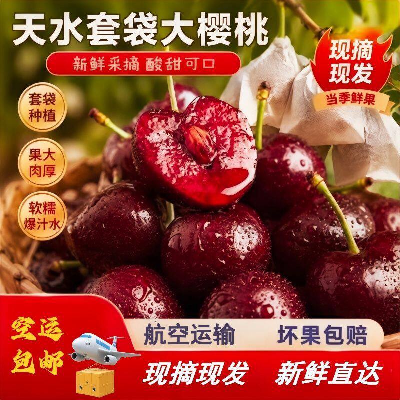 甘肃天水套带大樱桃新鲜水果国产车厘子现摘包邮独立包装套袋
