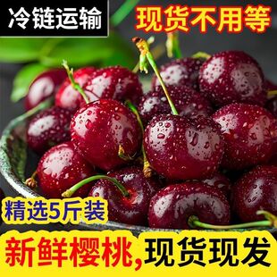 天水高山露天大樱桃现摘现发脆甜多汁大果新鲜水果产地直发