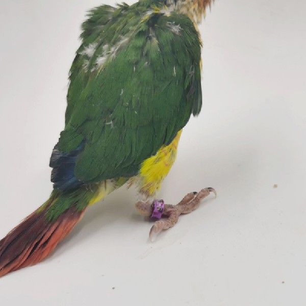 极速10pcs High Quality Atluminum Parrots Foot Ring Random Co