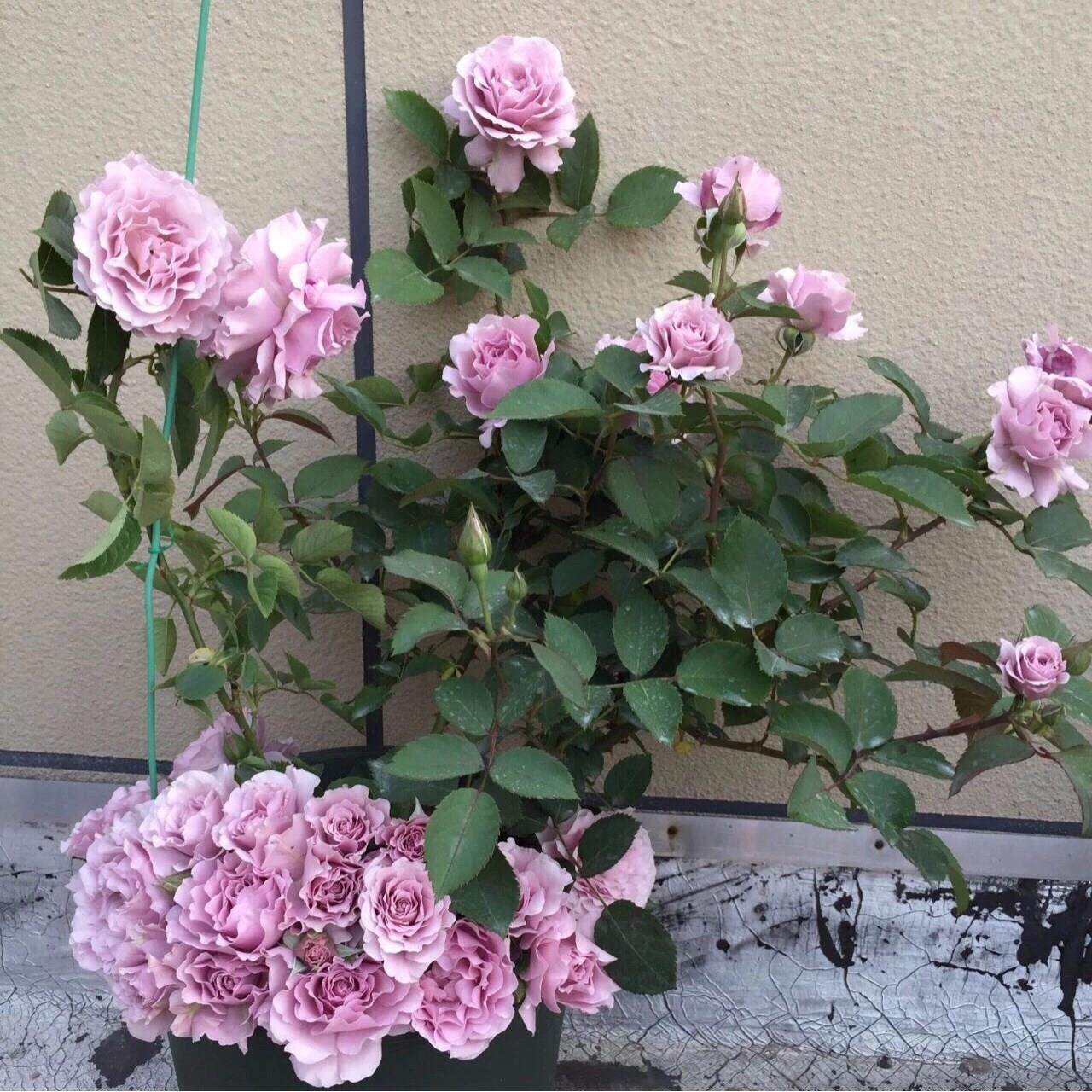 灌木月季蜻蜓浓香大花紫色勤花阳台庭院盆栽花卉多季开扦插小苗