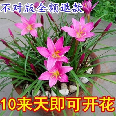 风雨兰种球花卉大全盆栽庭院花植花卉阳台四季韭菜兰韭莲花苗石蒜