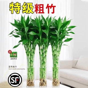 富贵竹水培植物绿植室内盆栽客厅招财粗杆带根水养节节高特级竹子