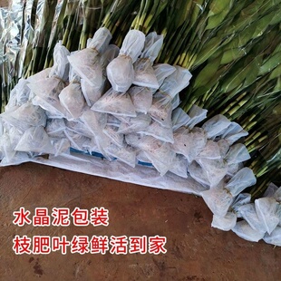 富贵竹带根花水养客厅带根须富贵竹粗竹加粗主卧水培植物粗支大叶