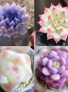 多肉套餐特玉莲麦秆泡芙厚梦橙梦露盆栽室内办公室桌面创意好养