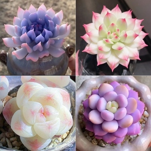 多肉套餐特玉莲麦秆泡芙厚梦橙梦露盆栽室内办公室桌面创意好养