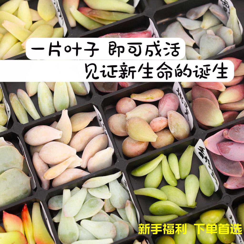 多肉叶插苗叶片爆款贵货稀有植物叶子易群生新手好养防辐射耐寒热