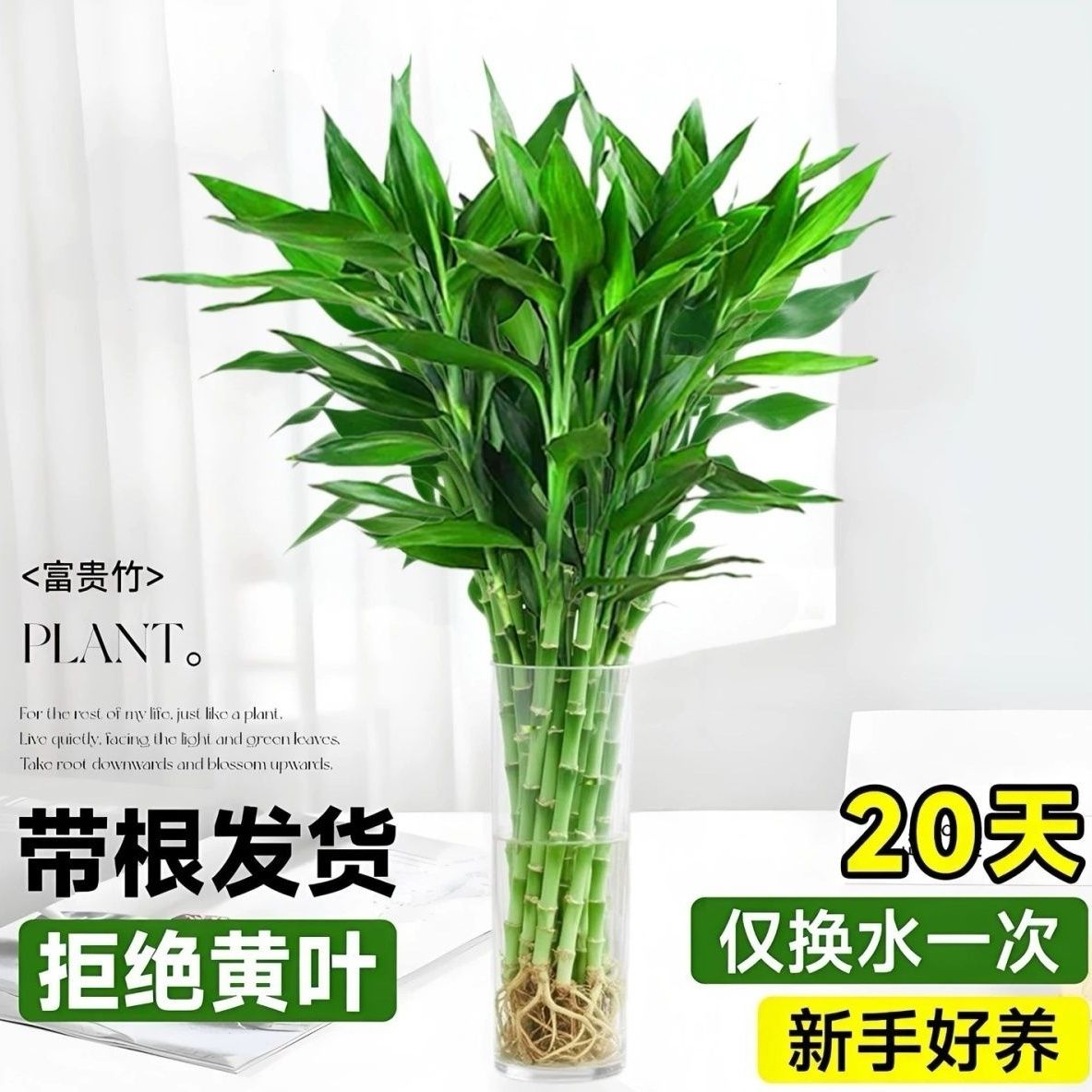 带根富贵竹花水养客厅卧室水培富贵竹生根大叶绿植转运竹净化空气