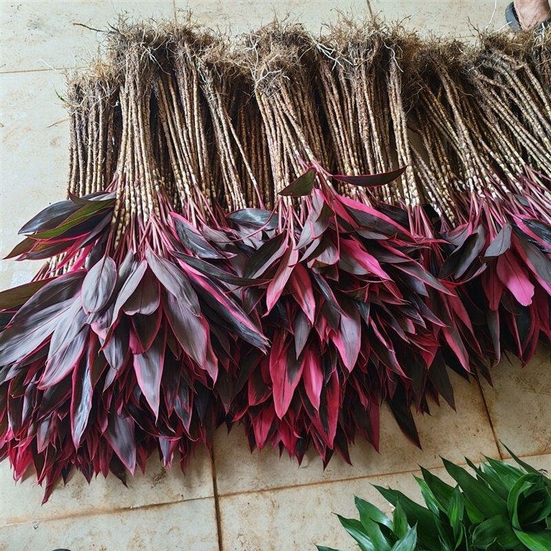 带根紫色鸿运当头富贵竹绿色金边竹绿植盆栽室内花水养红色富贵竹