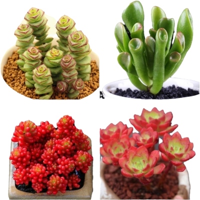 多肉植物多肉绿植盆栽室内外招财原盆新款发货存活率更高新手好养