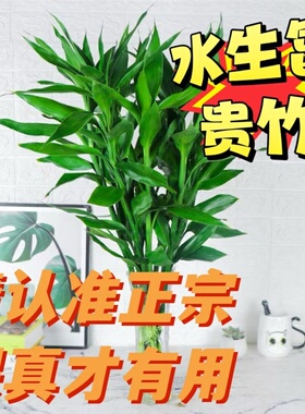 水生富贵竹水养客厅带富贵竹价水培植物吸甲醛粗支大叶套装