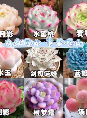 新款冰玉剑司诺娃水蜜桃麦秆多款组合多肉植物套餐盆栽花卉防辐射