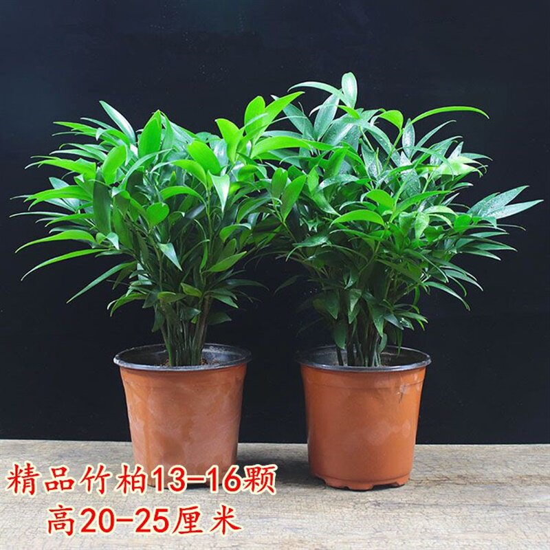 竹柏盆栽植物长寿竹室内四季常青耐寒绿植竹柏苗夏季水培绿植花卉