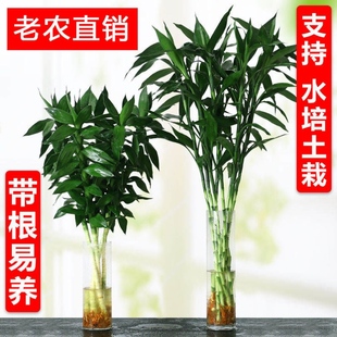 带根大叶富贵竹水培植物观音竹水竹水养室内粗大客厅土培竹子盆栽