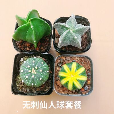 幸运星多肉鸾凤玉琉璃银