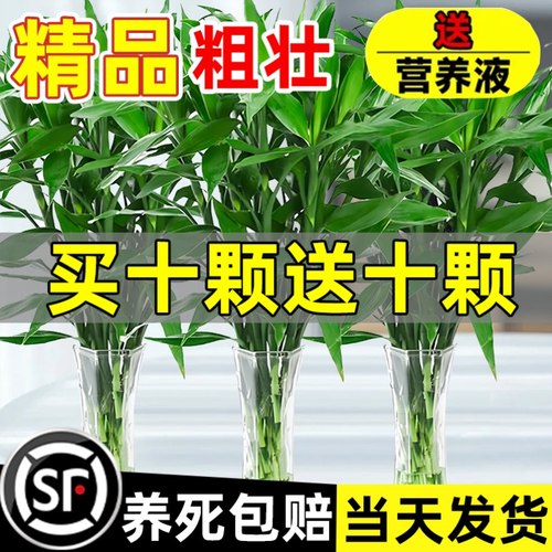 富贵竹水培植物客厅室内盆栽招财绿植观音竹粗杆带根转运竹发财竹