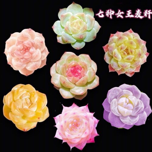 贵货女王群多肉植物女王麦秆不同品种好养室内办公室桌面创意盆栽