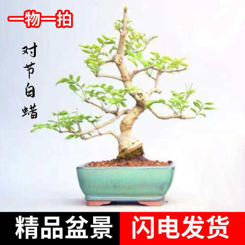 霸精品节白蜡对盆栽掌盆景微白z皮老矮植绿桩上桌面熟桩造型盆景