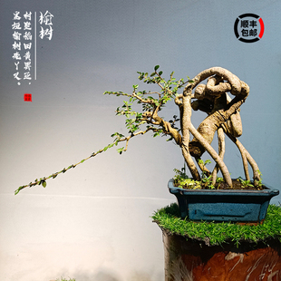 岭南造型苍古小叶榆树盆景树桩榔榆室内办公室庭院绿植阳台盆栽