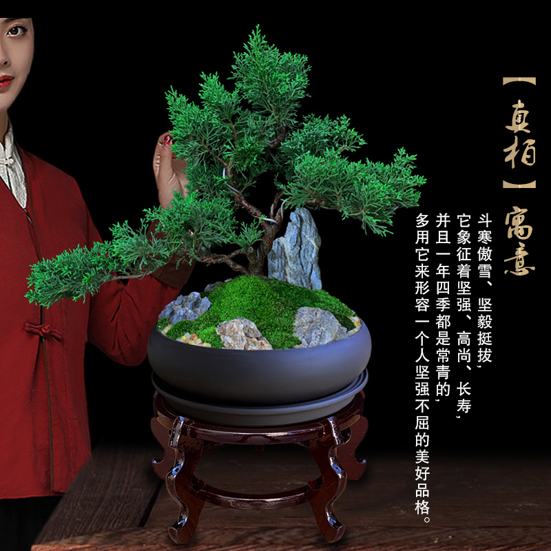 极速真柏盆景迎客l悬崖造型松柏植物老桩室内客厅绿植桌面盆栽四