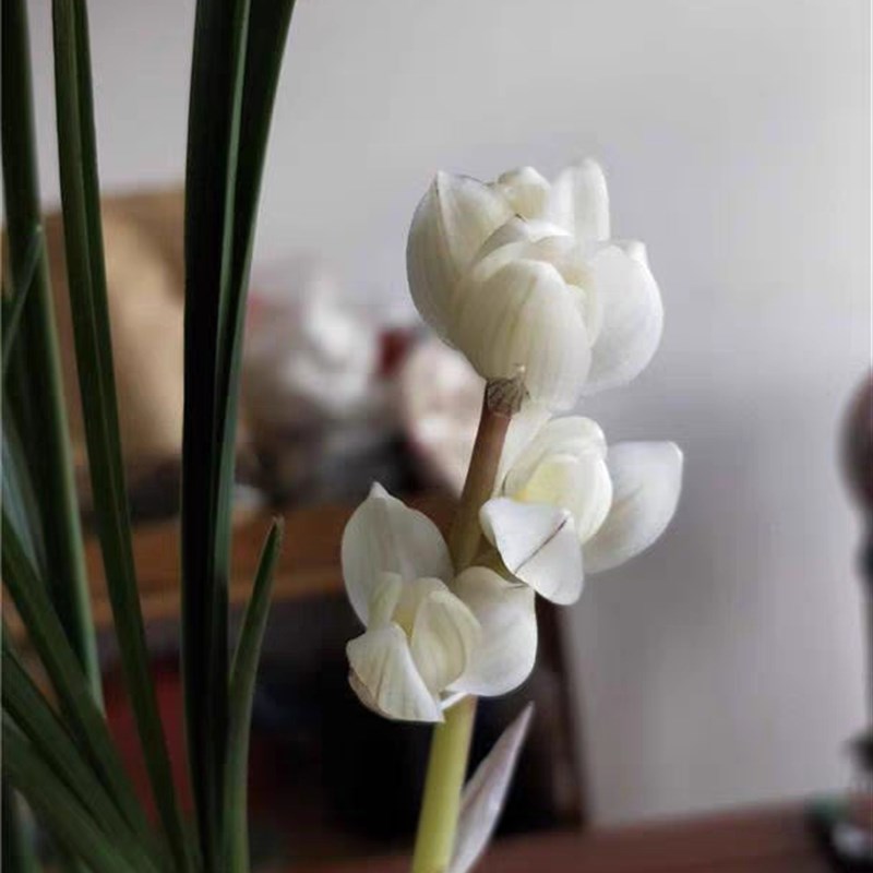 极速兰花苗莲瓣兰名品 素冠荷鼎 硬化一年半 浓R香荷瓣花室内花卉