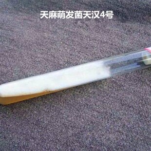 极速蜜环菌菌种母种天麻种萌发菌菌种天汉4号石R斛小菇一级种原种