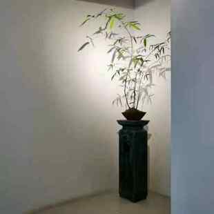 极速小琴丝竹 文人竹苗板桥竹杆子有竖纹阳台书房窗X台室内绿植观