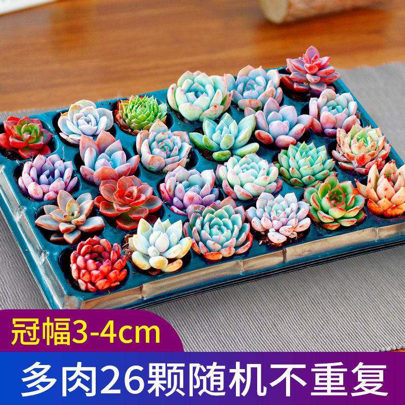 极速多肉植物套餐肉肉组合室内小盆栽精品玉露P大颗好养花卉办公,鲜花速递/花卉仿真/绿植园艺,婚车鲜花,淘宝优惠券,粉丝福利购,淘宝优惠卷