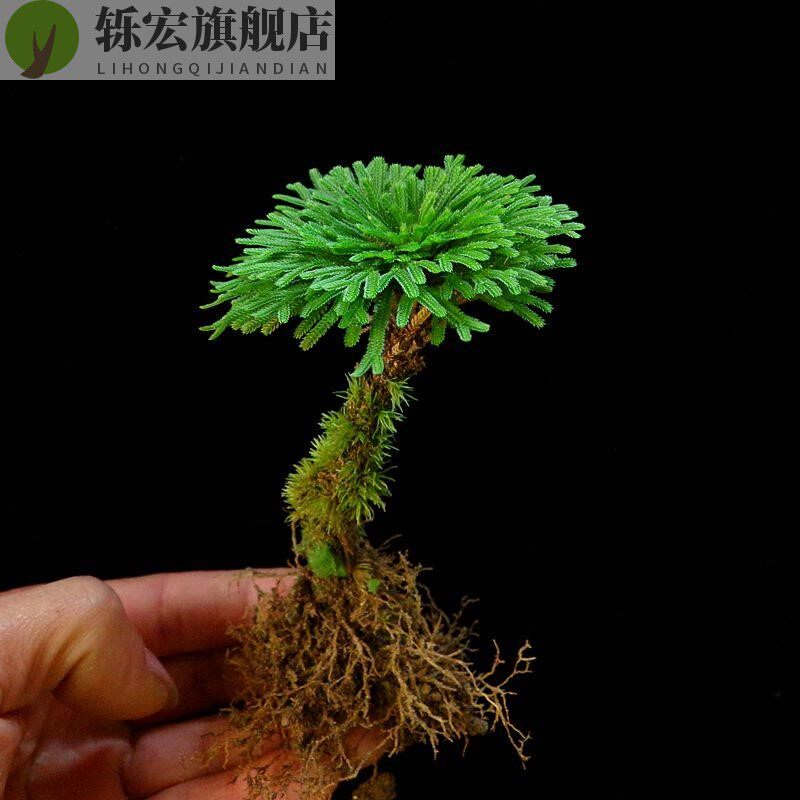 新品石头上种的植物附石菖蒲盆景苔藓假J山水陆缸雨林造景绿植专