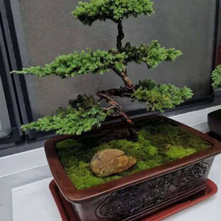 极速松树室内植物花卉好养活小盆栽迎G客松盆景真树四季常青绿植