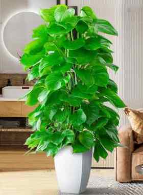 极速绿萝柱室h内盆栽大型绿色植物客厅好养易活办公室长藤大叶绿