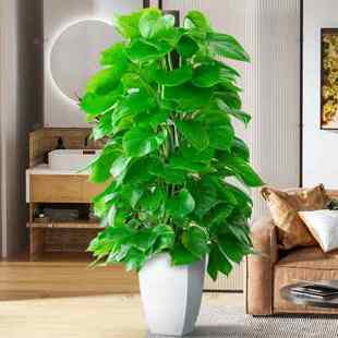 极速绿萝柱室h内盆栽大型绿色植物客厅好养易活办公室长藤大叶绿