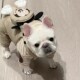 保 宠物秋冬米老鼠变身装 新品 法斗衣服f中小型犬巴哥加绒厚背带裤