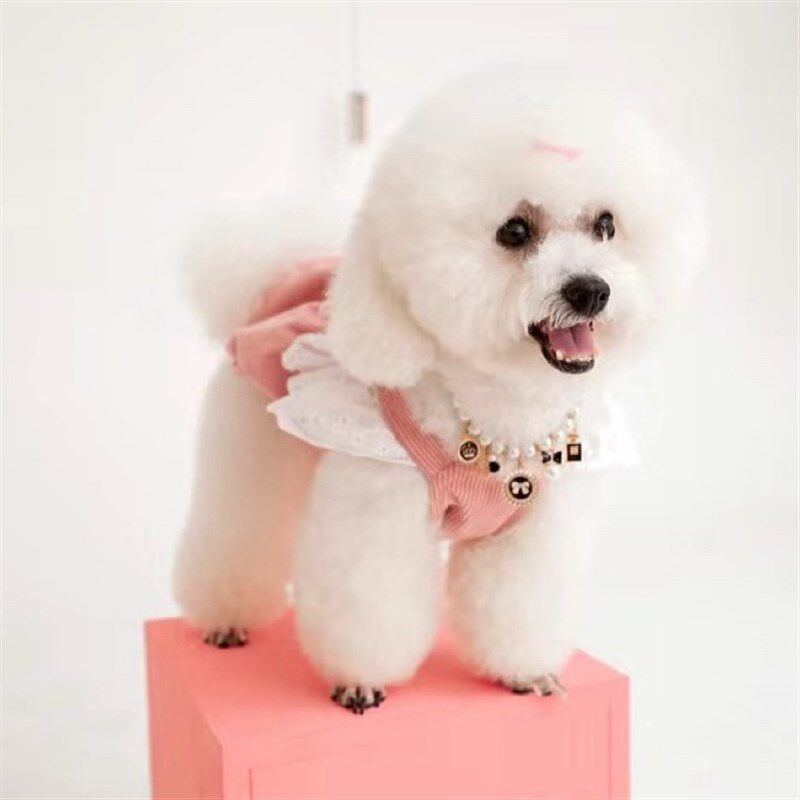 新品宠物衣服秋冬新款灯芯绒南瓜裙牵引I扣泰迪比熊狗狗猫咪保暖