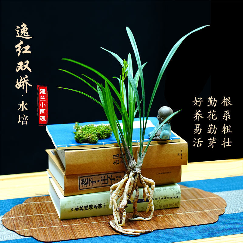带花苞小国魂逸红双娇四季兰建兰开花红色浓香好养新中式可水培花